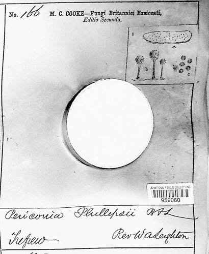 Leightoniomyces phillipsii image